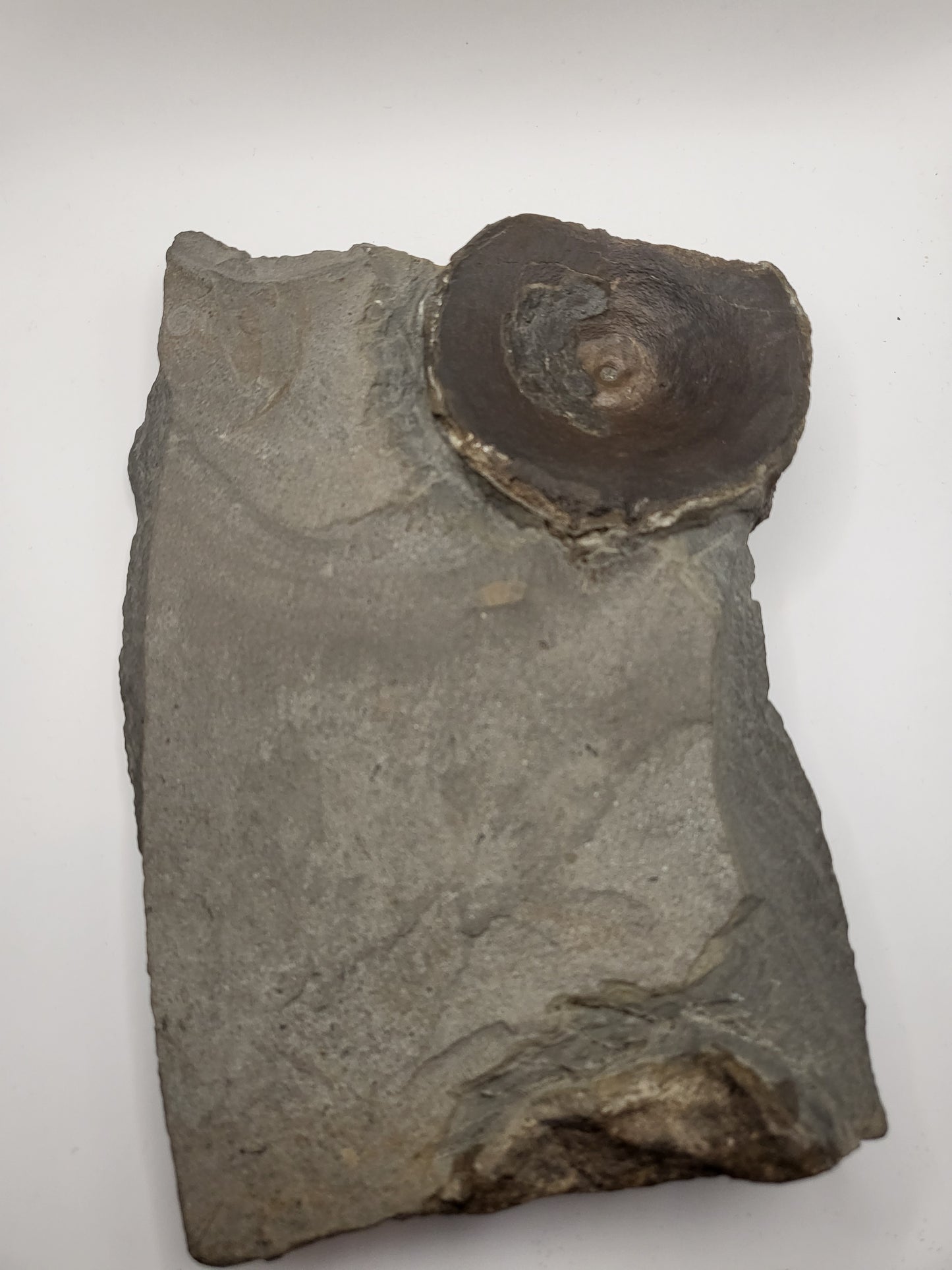 Large Ichthyosaur sp. vertebra on a piece of martix!