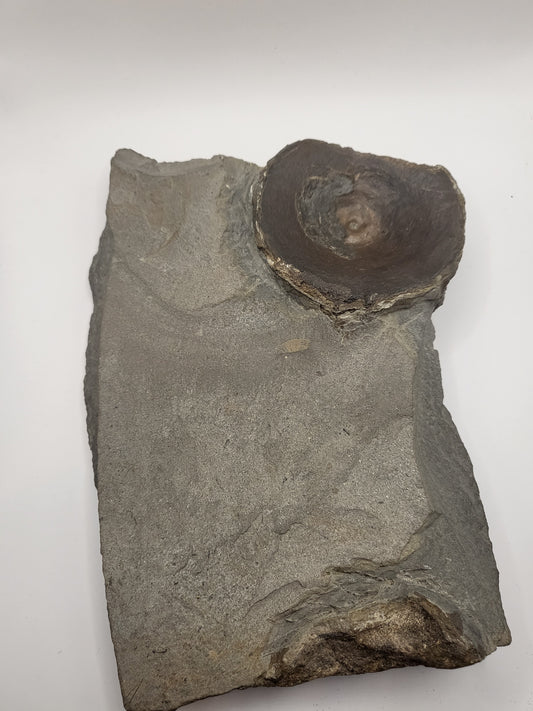 Large Ichthyosaur sp. vertebra on a piece of martix!