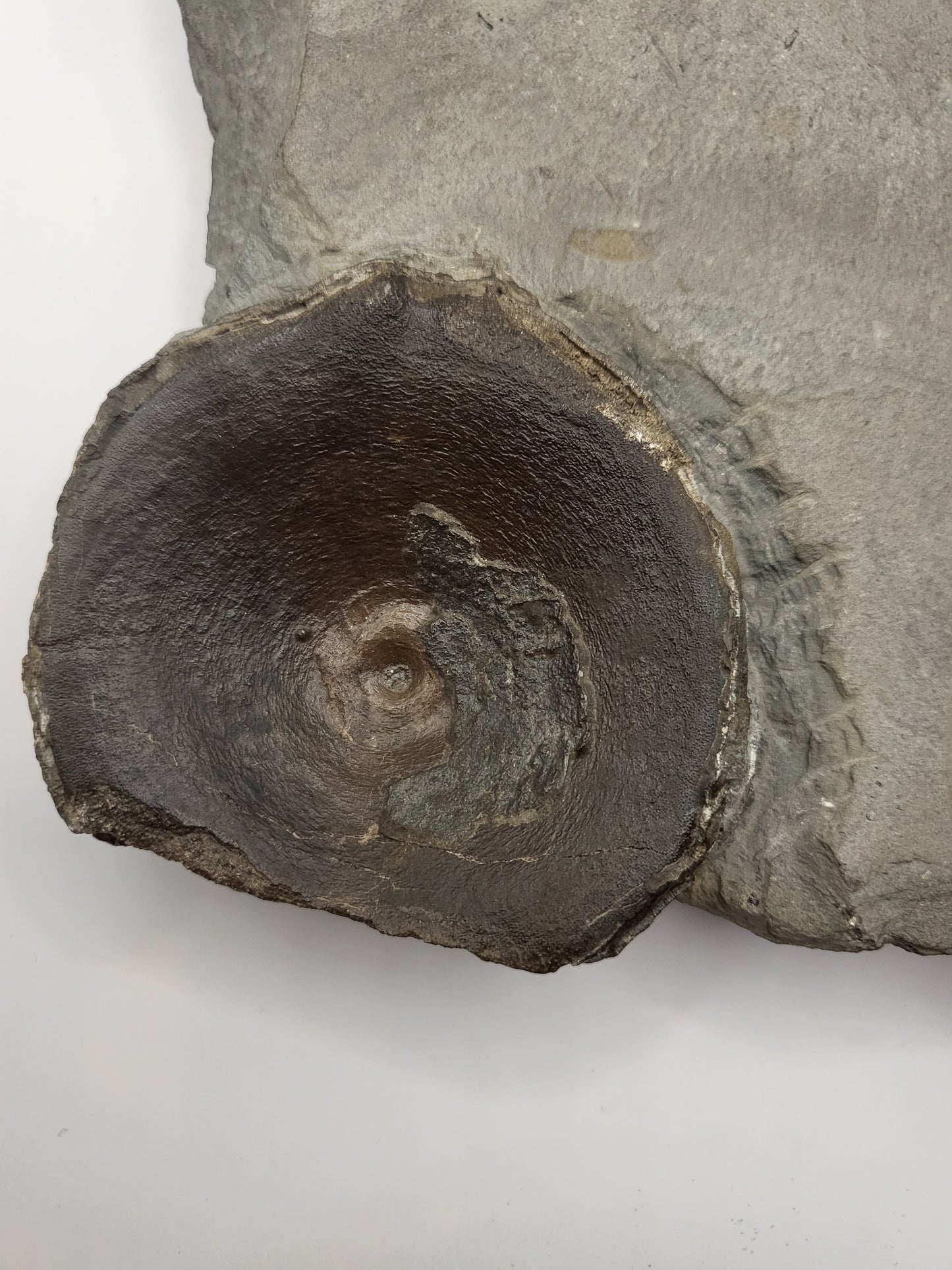 Large Ichthyosaur sp. vertebra on a piece of martix!