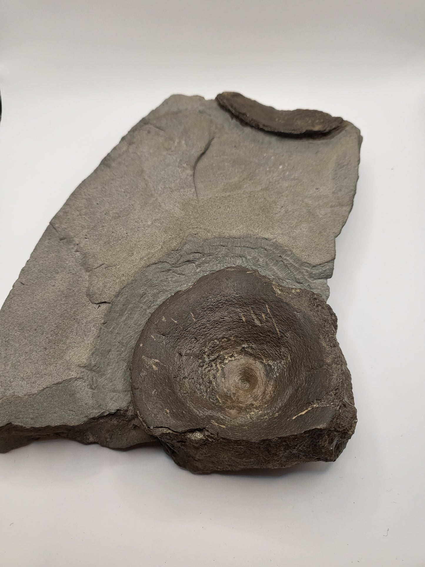 Large Ichthyosaur sp. vertebra on a piece of martix!