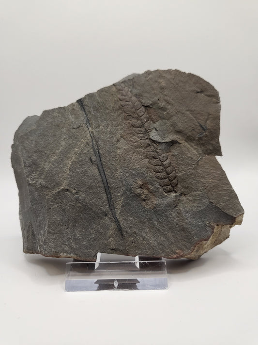 Amazing carboniferous fern fossil!