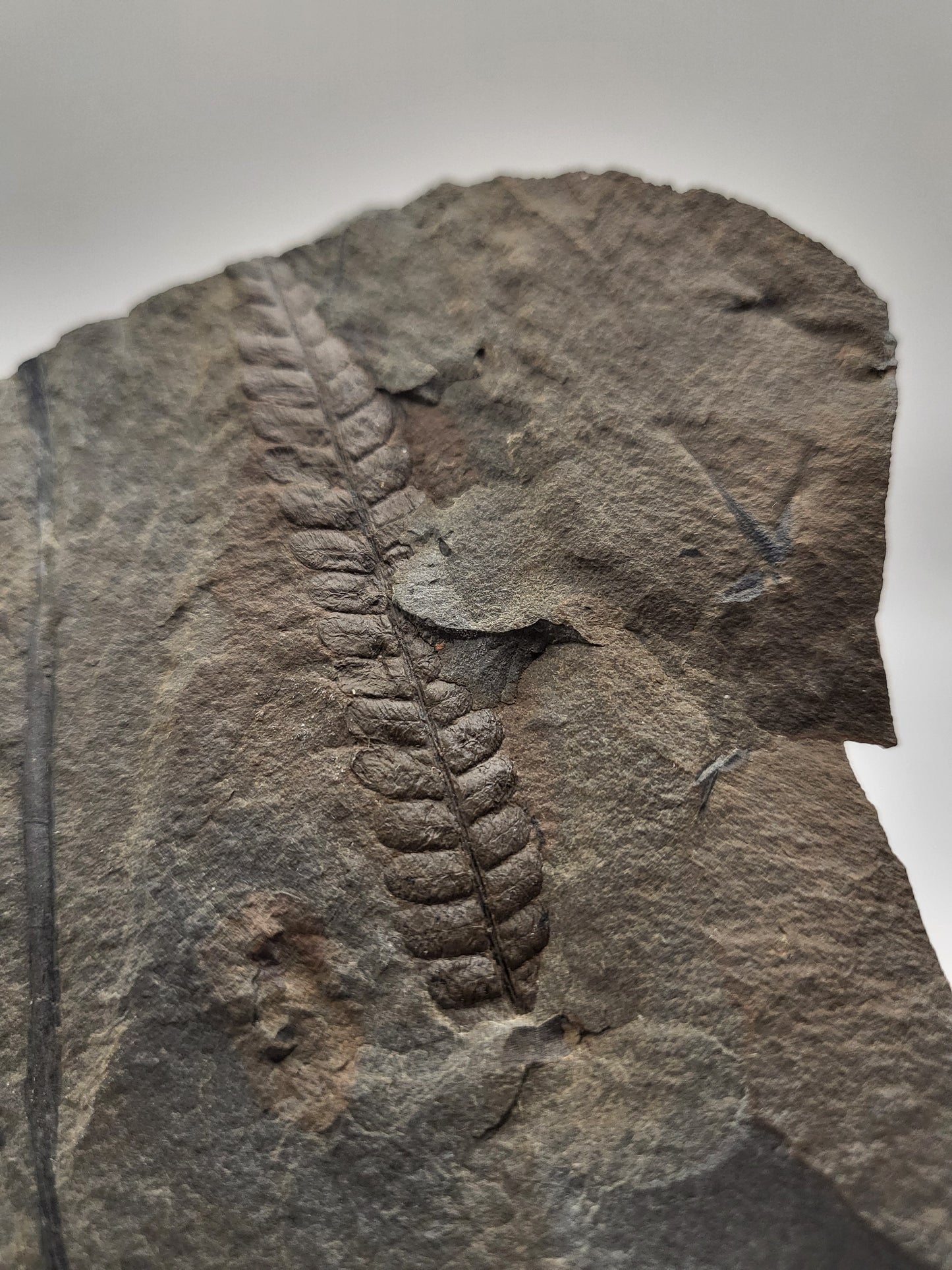 Amazing carboniferous fern fossil!