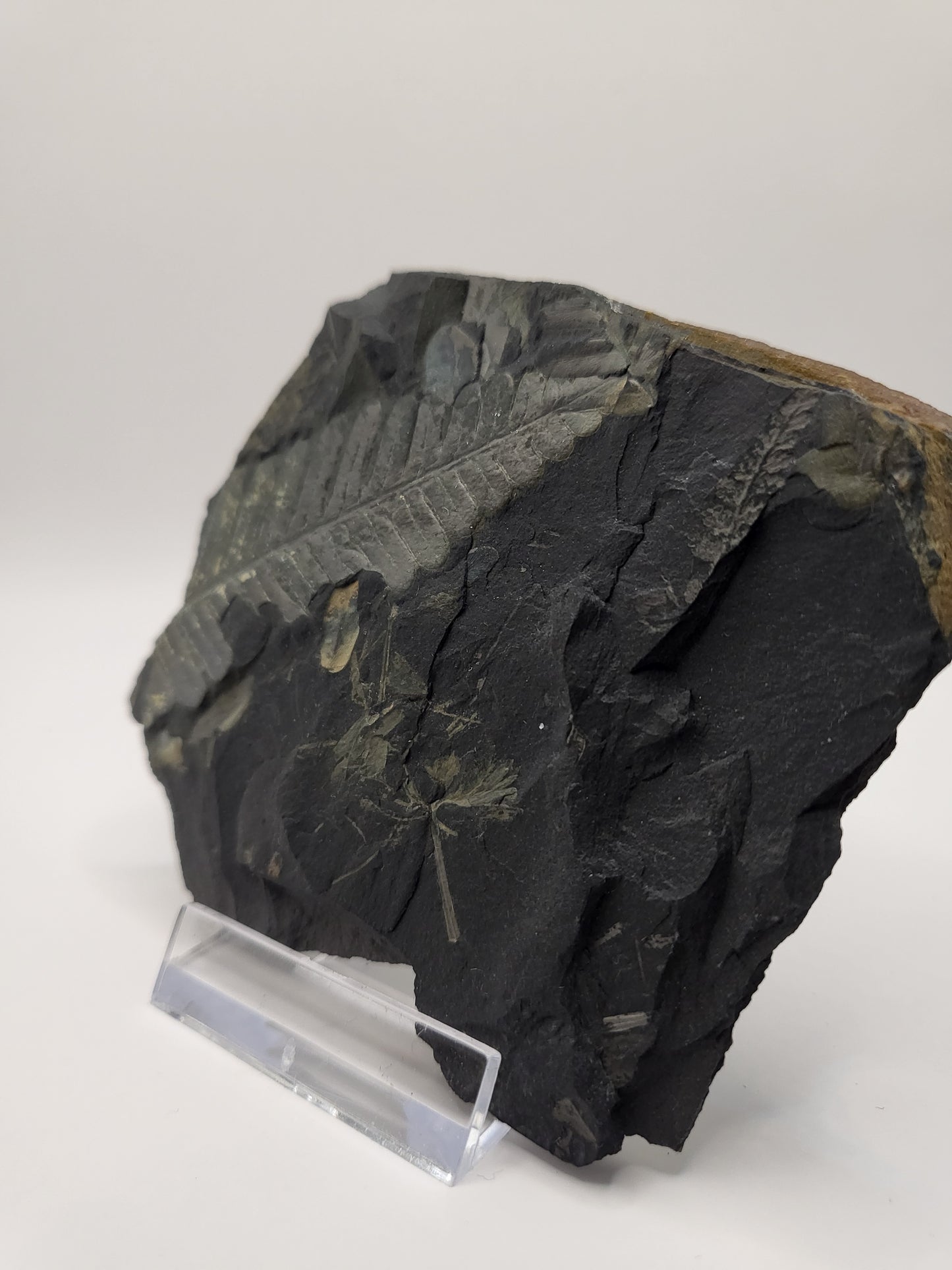 Beautiful carboniferous fern fossil with multiple small leaf fossils!