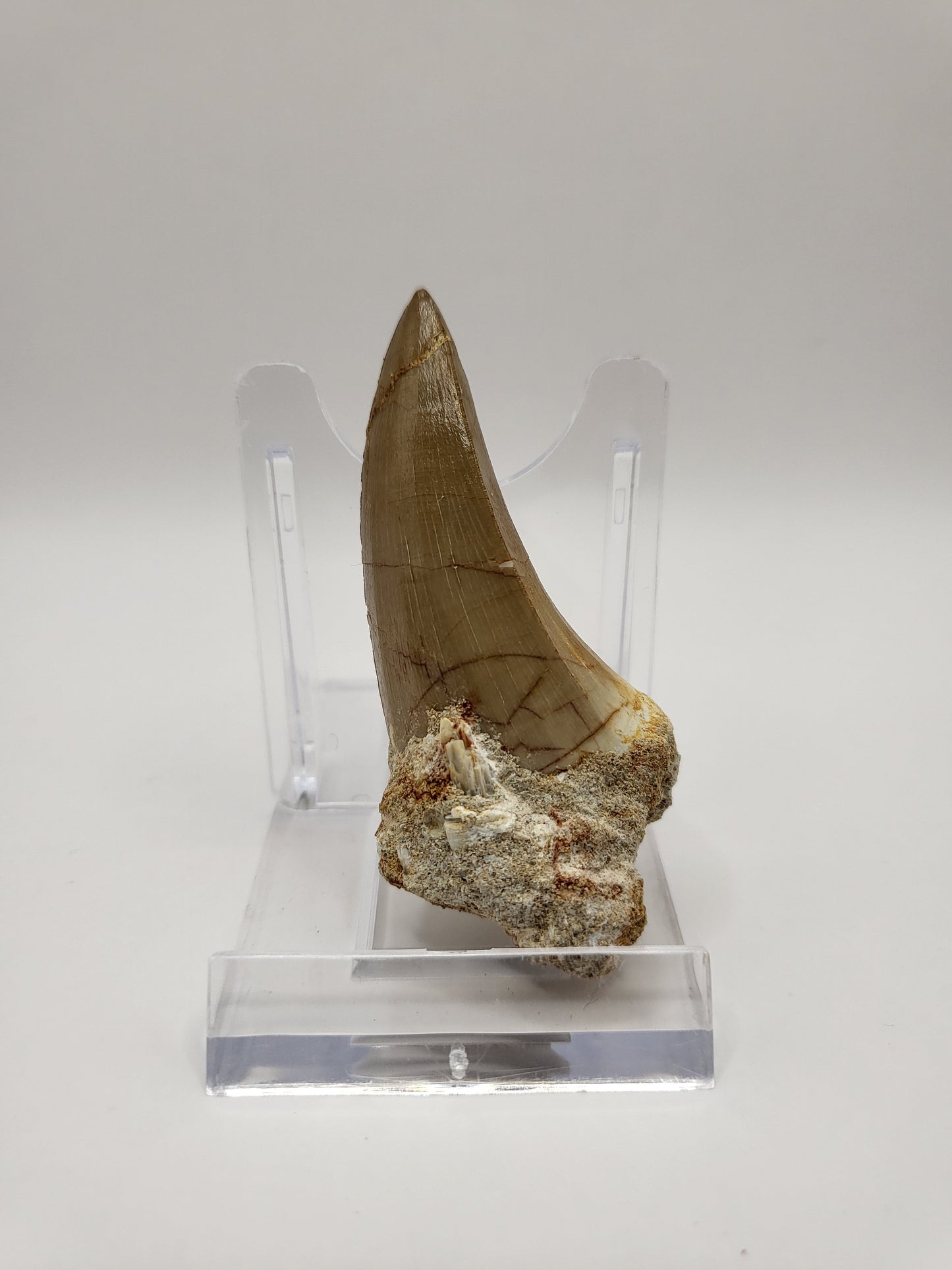 Beautifully preserved Mosasaurus Beaugei tooth!