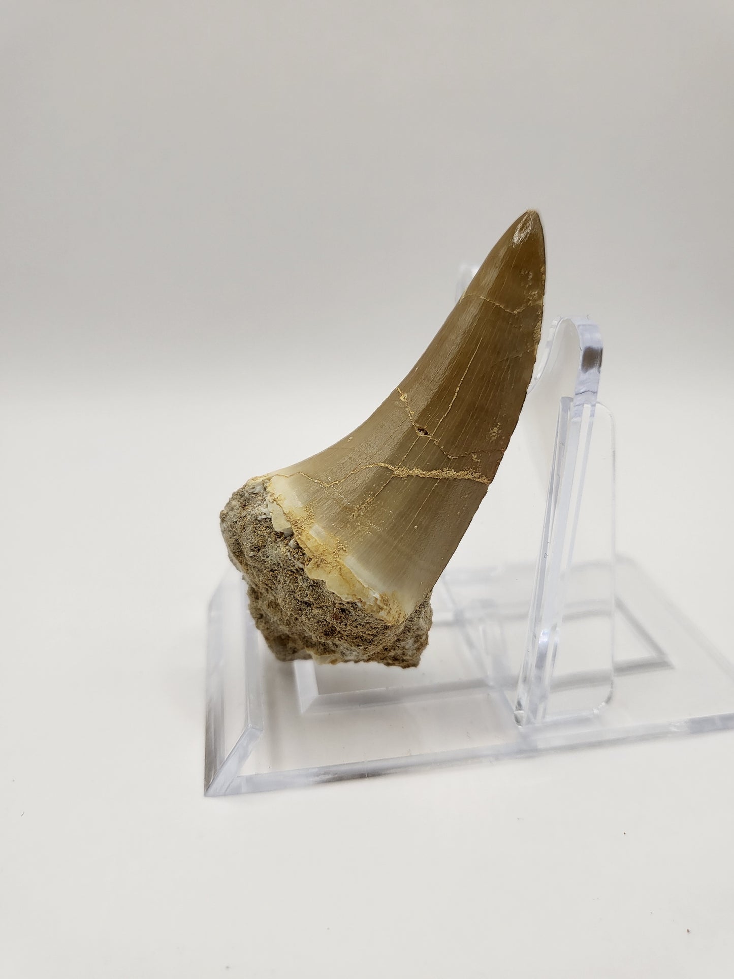 Beautifully preserved Mosasaurus Beaugei tooth!