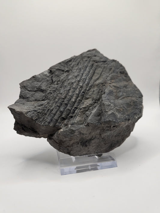 Carboniferous Sigillaria bark fossil in 3D preservation with fern fossil!