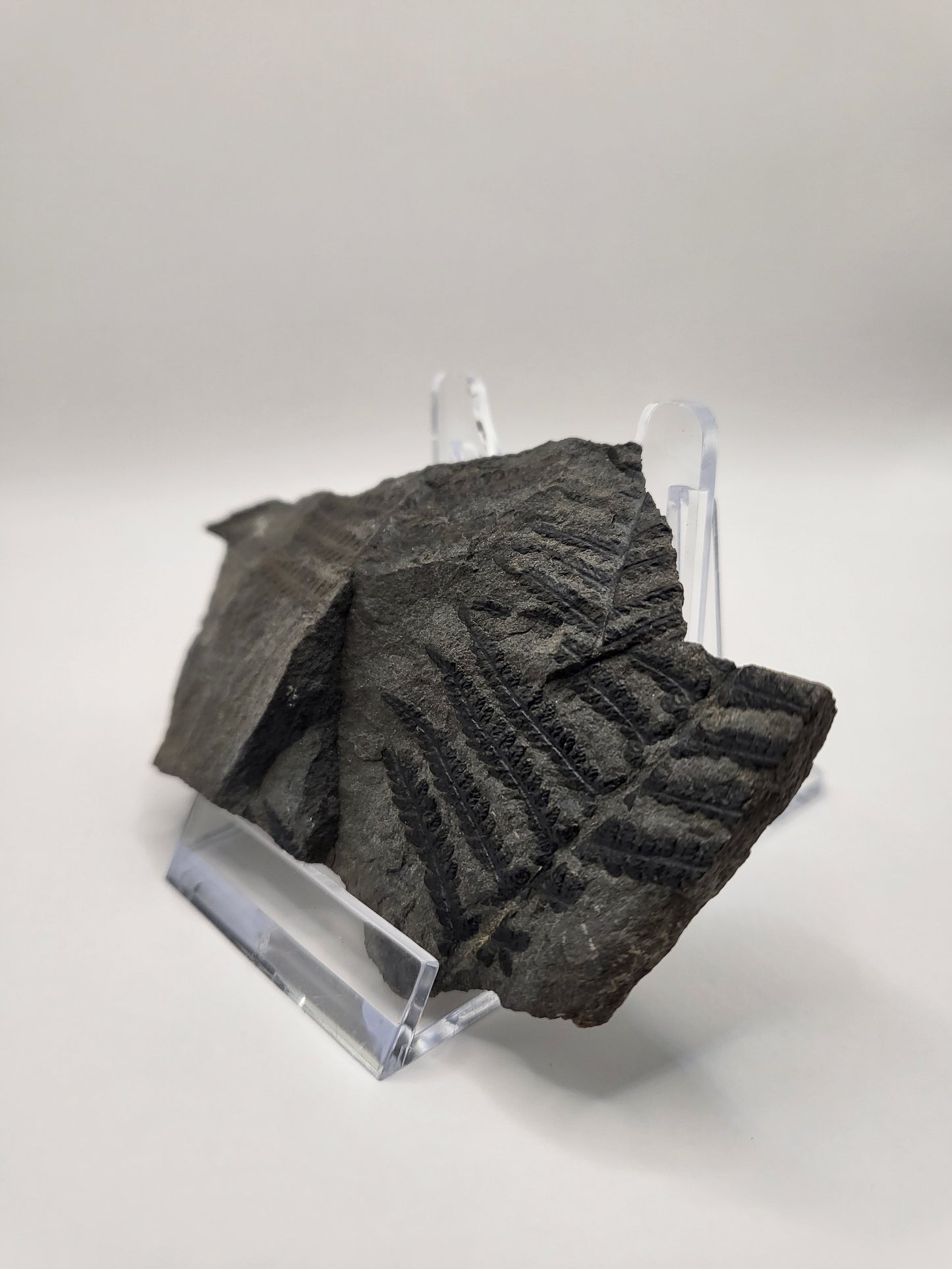 Carboniferous fern fossil with incredible leaf detail!