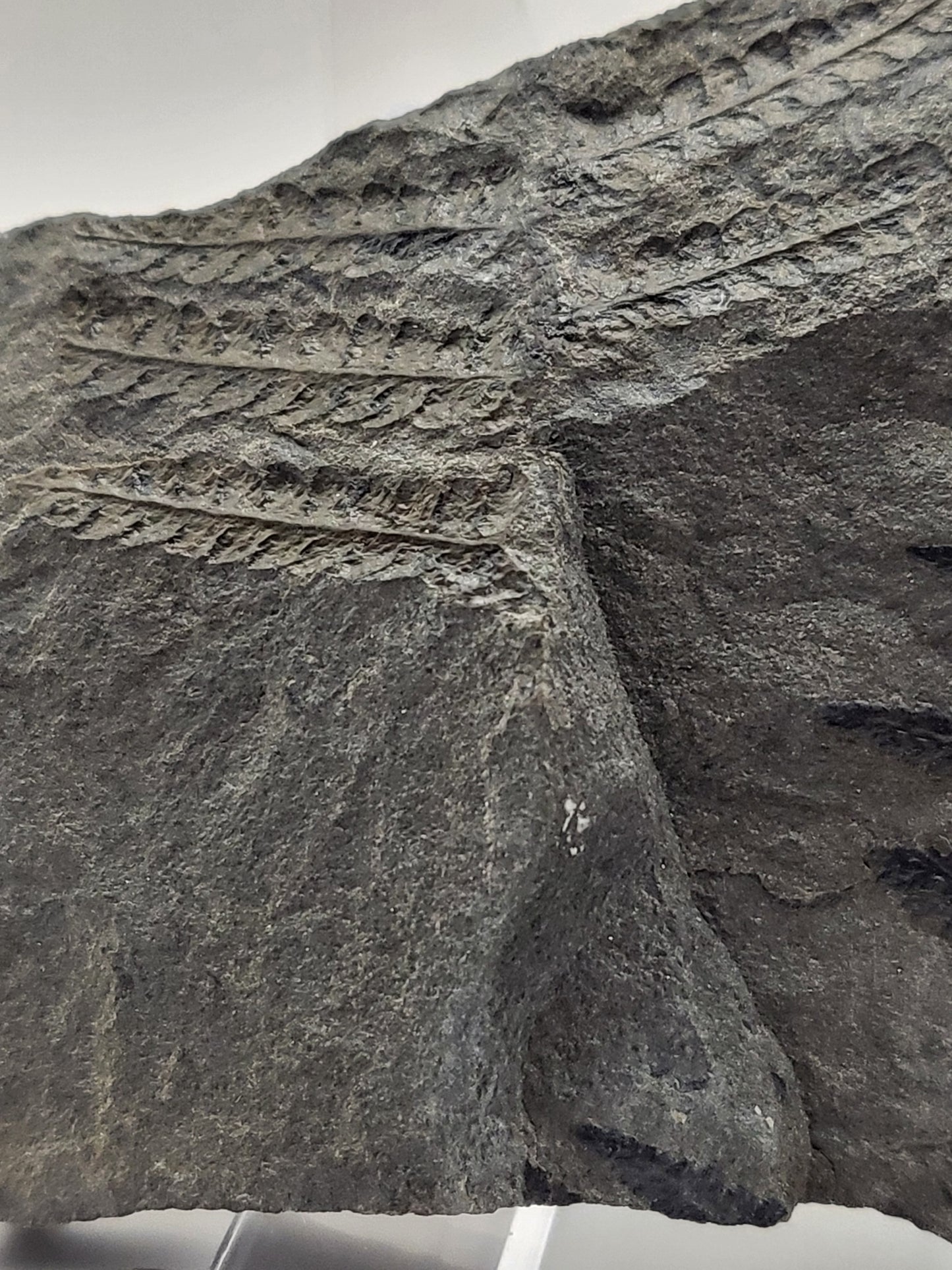 Carboniferous fern fossil with incredible leaf detail!