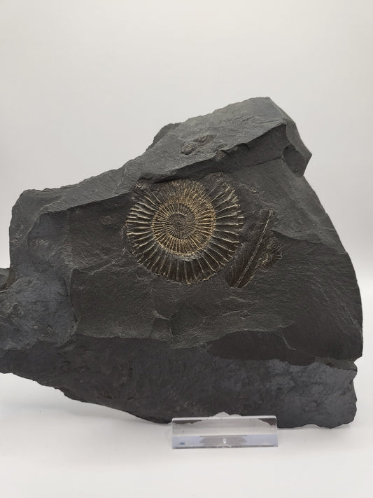 Dactylioceras ammonite from Holzmaden