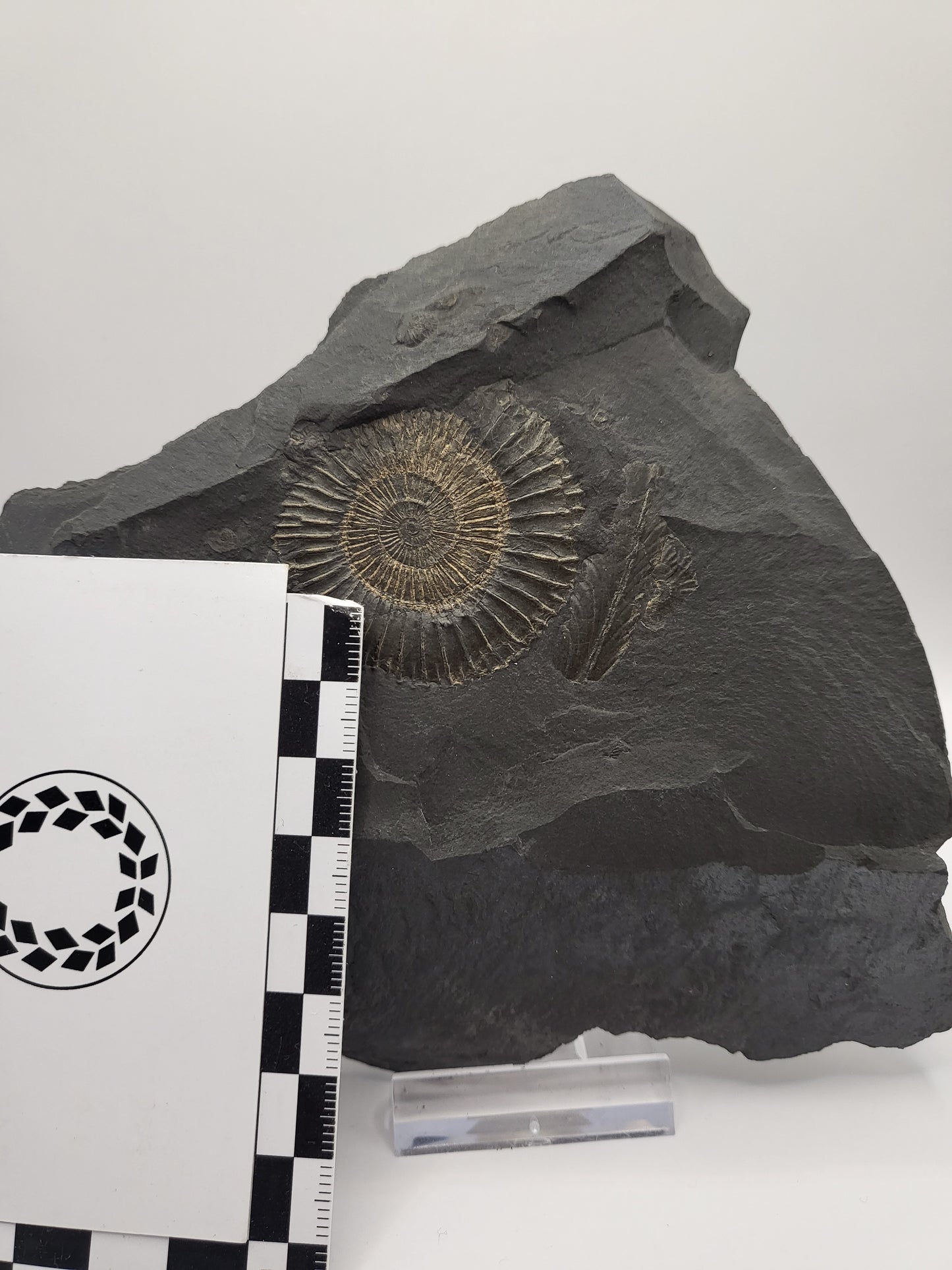 Dactylioceras ammonite from Holzmaden