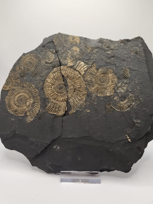 Pyritised ammonite mass mortality layer