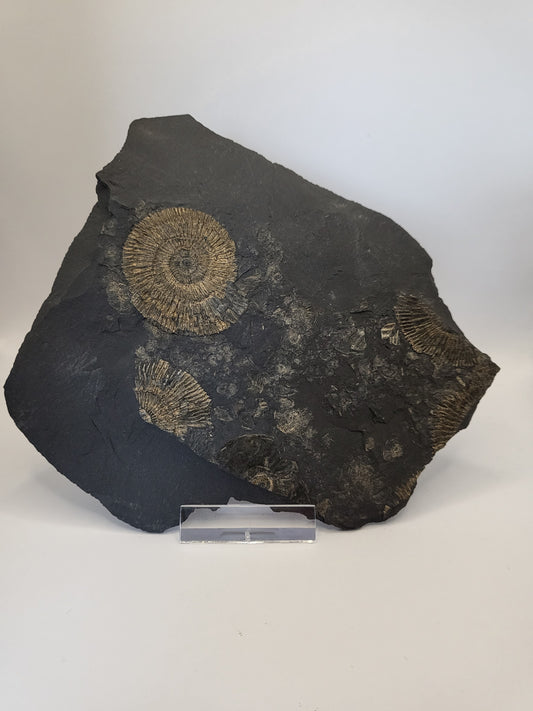 Pyritised holzmaden ammonite fossil along with many fragmentary ammonites