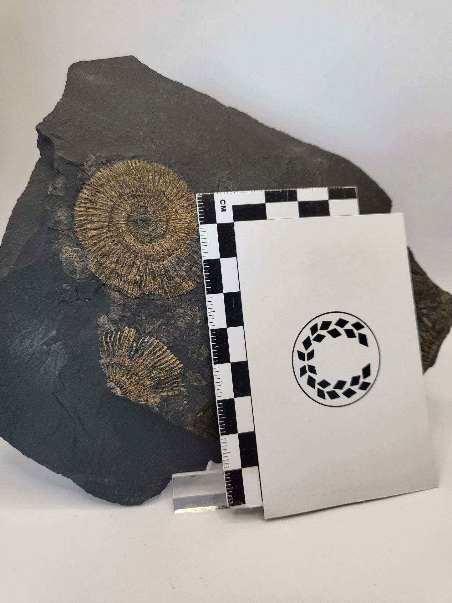 Pyritised holzmaden ammonite fossil along with many fragmentary ammonites