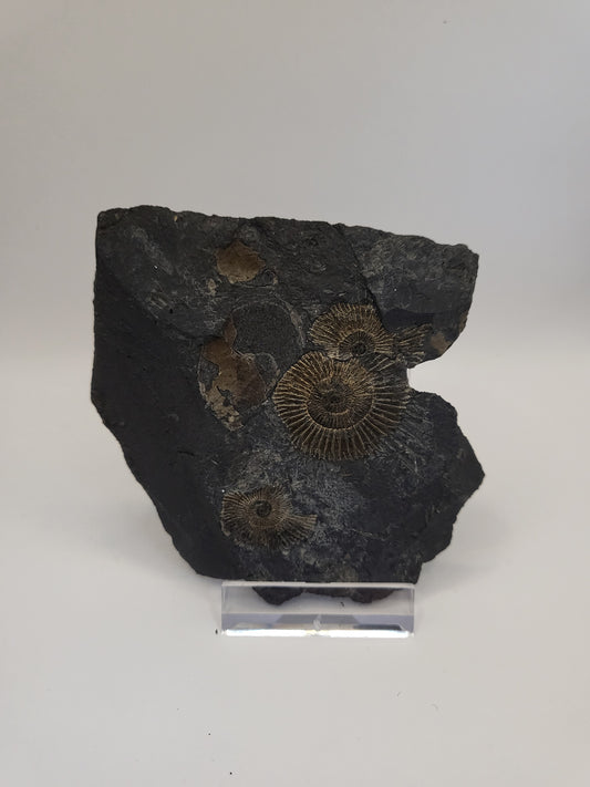 Pyritised Holzmaden ammonite plate