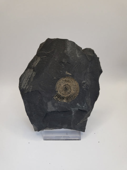 Small pyritised Holzmaden ammonite