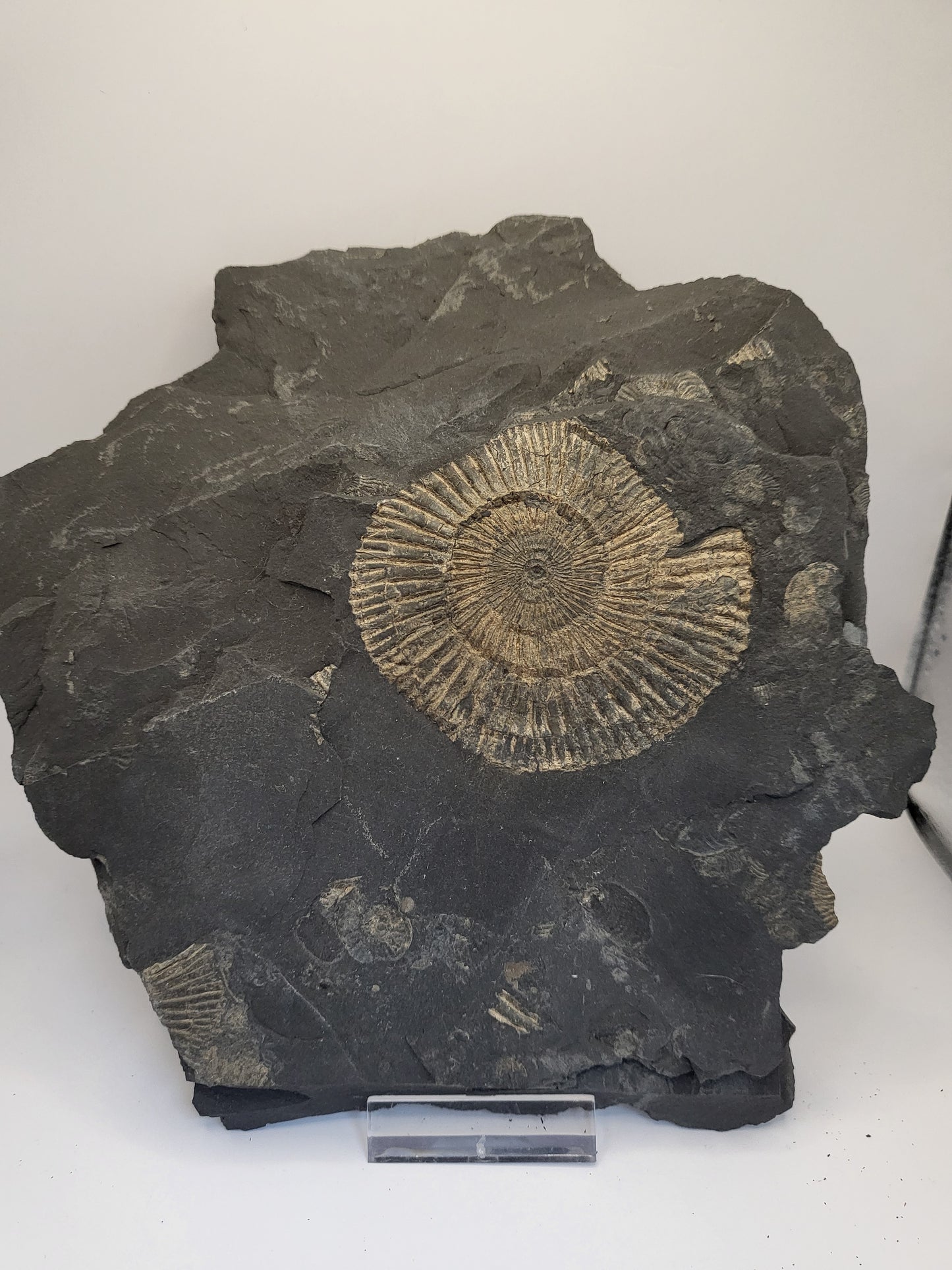 Unpreperated pyritised Holzmaden ammonite plate, negative preservation (for hobby preppers)