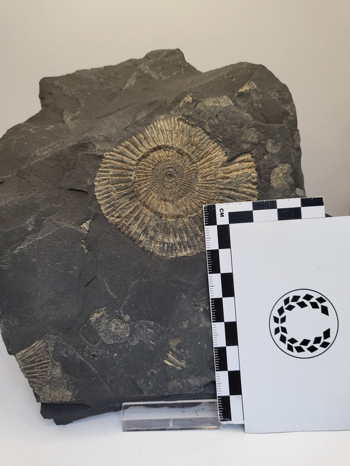 Unpreperated pyritised Holzmaden ammonite plate, negative preservation (for hobby preppers)