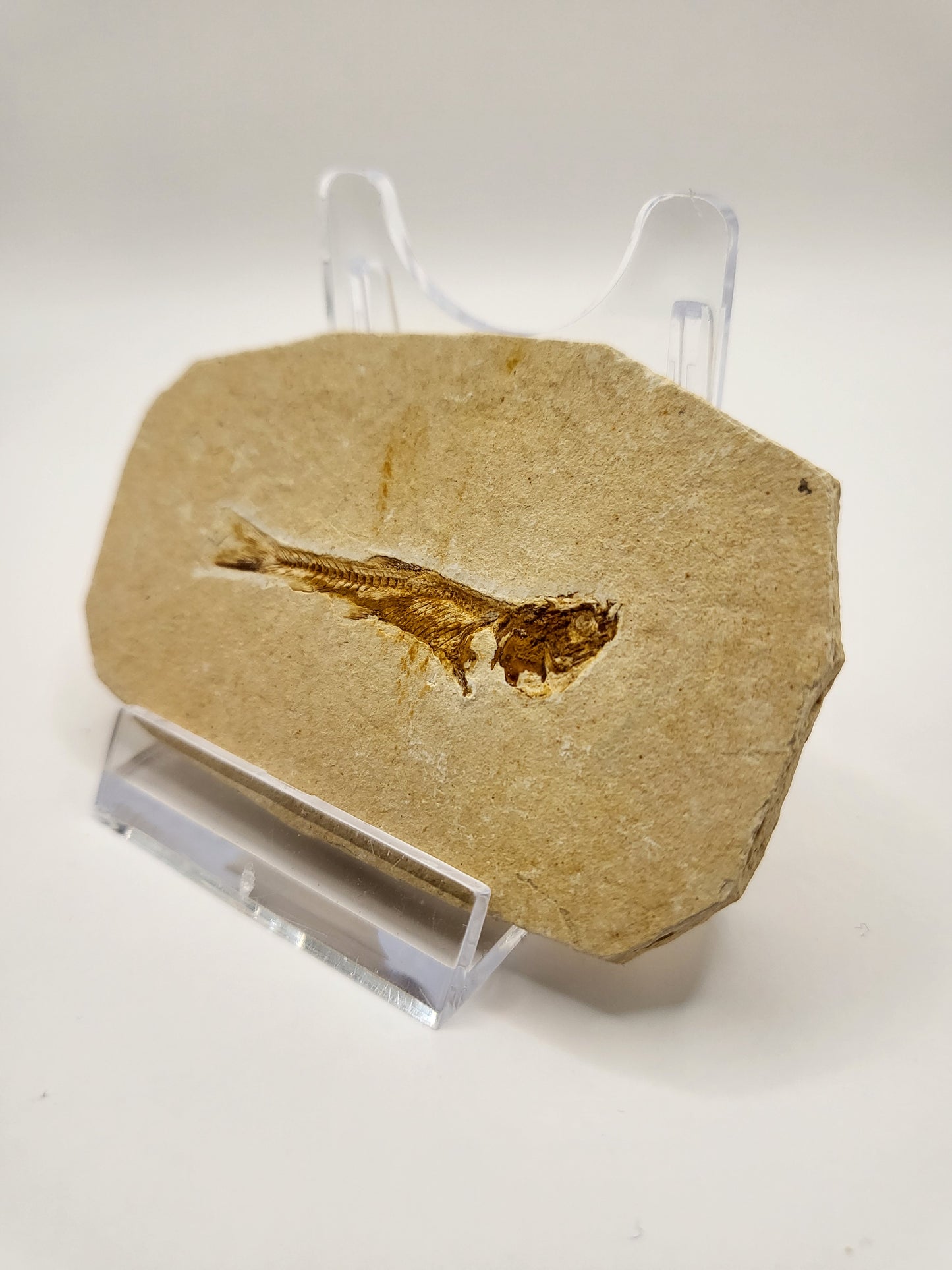 Nice fossilised Dastilbe Elongatus bonefish!