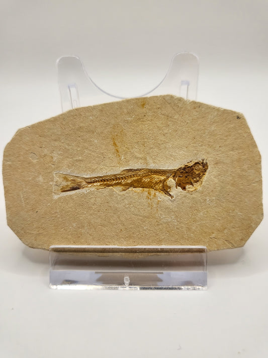 Nice fossilised Dastilbe Elongatus bonefish!